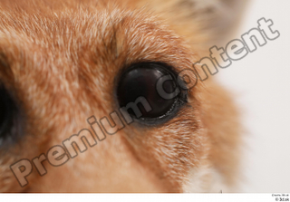 Fox  2 eye 0002.jpg